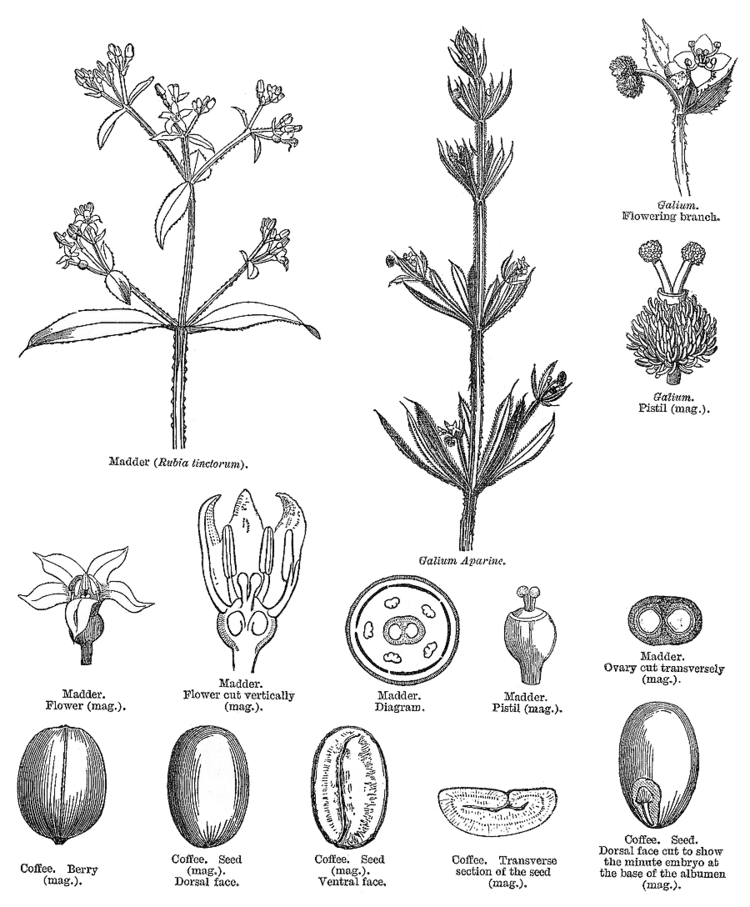 Rubiaceae family floral diagram