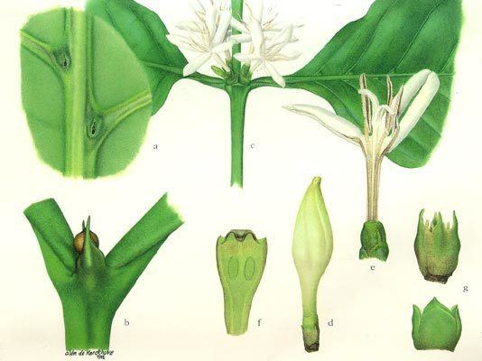 Rubiaceae | Plant pathology