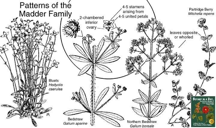 Rubiaceae | Patterns of the Madder Family
