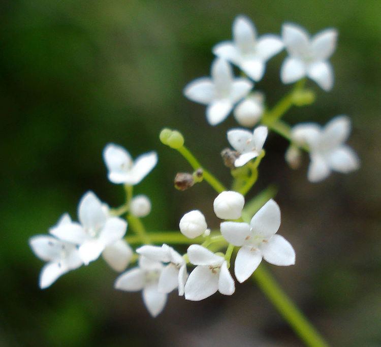 Rubiaceae white flowers
