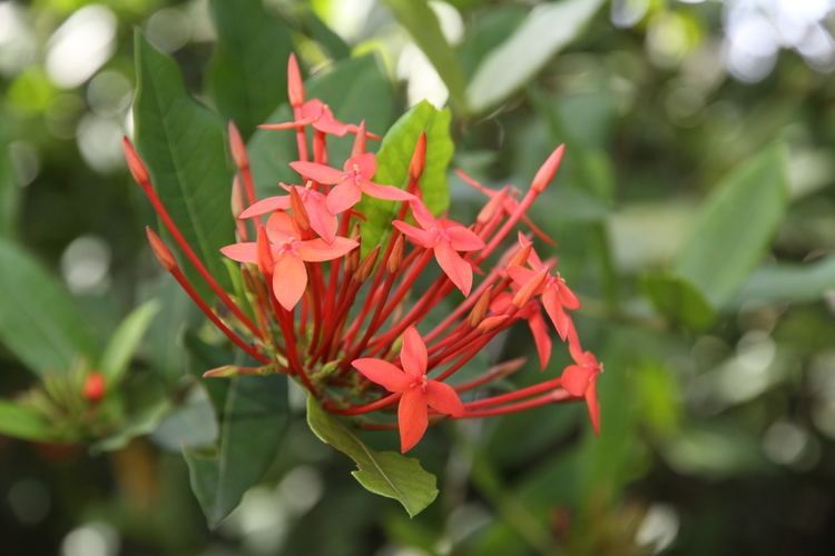 Rubiaceae | Ixora, a genus flowering plants in the Rubiaceae family