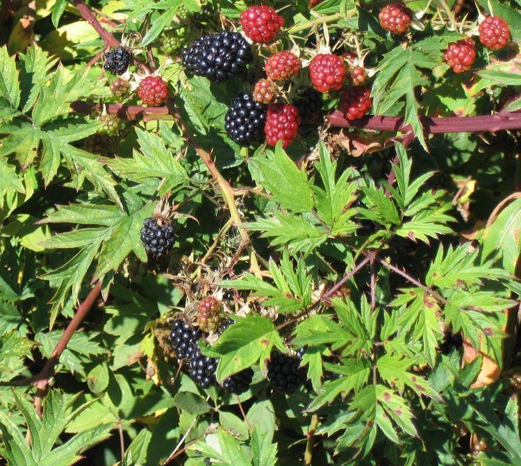 Rubus Rubus laciniatus Wikipedia