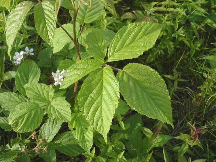 Rubus Genus Rubus blackberry Go Botany