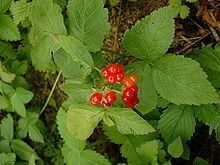 Rubus httpsuploadwikimediaorgwikipediacommonsthu
