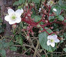 Rubus adenotrichos httpsuploadwikimediaorgwikipediacommonsthu