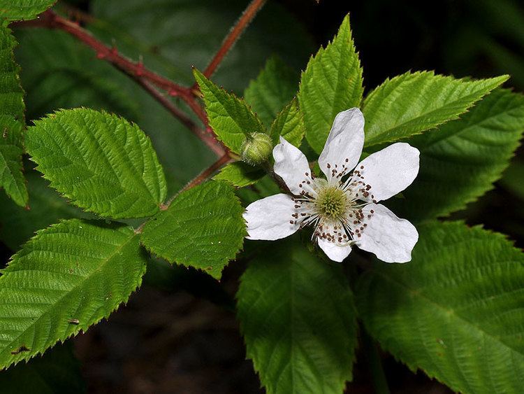 Rubus allegheniensis allegheniensis