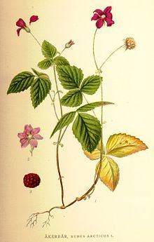 Rubus arcticus httpsuploadwikimediaorgwikipediacommonsthu