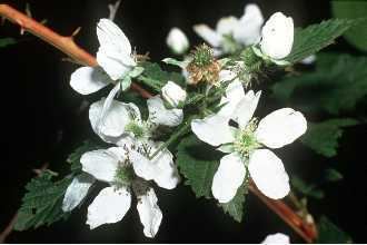Rubus argutus Plants Profile for Rubus argutus sawtooth blackberry