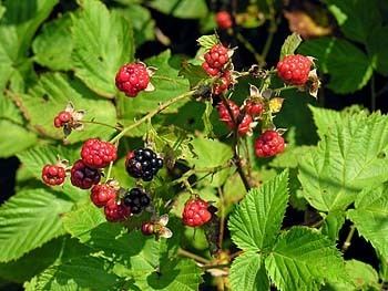 Rubus argutus Blackberry Rubus argutus