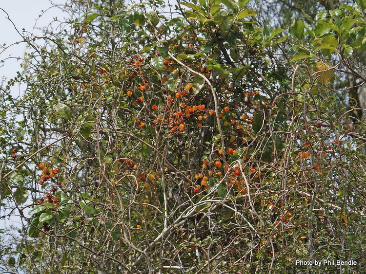 Rubus australis ketenewplymouthpeoplesnetworknzinfoimagefiles