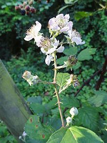 Rubus bifrons httpsuploadwikimediaorgwikipediacommonsthu