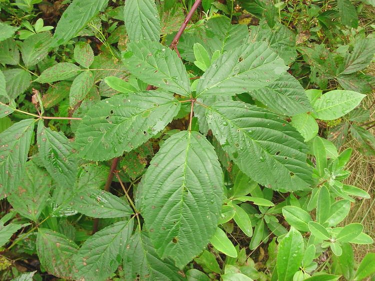 Rubus canadensis Rubus canadensis smooth blackberry Go Botany