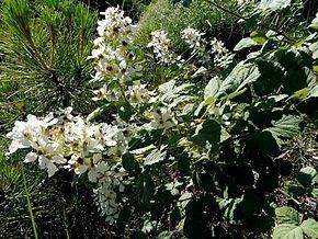 Rubus canescens httpsuploadwikimediaorgwikipediacommonsthu