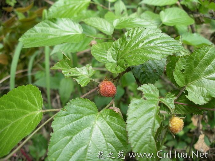 Rubus corchorifolius wwwcnhuanetuploadsallimg1001161100116161115