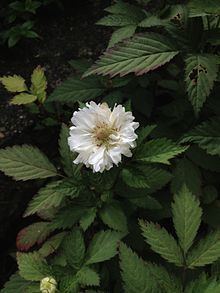 Rubus coronarius httpsuploadwikimediaorgwikipediacommonsthu