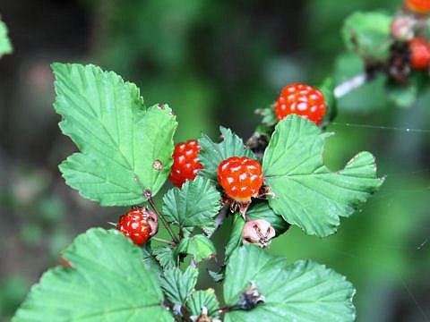 Rubus crataegifolius Rubus crataegifolius Weblio