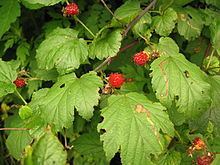 Rubus crataegifolius httpsuploadwikimediaorgwikipediacommonsthu