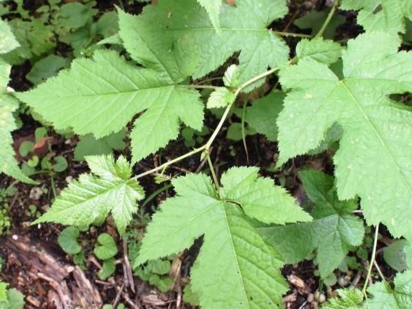 Rubus crataegifolius Korean raspberry