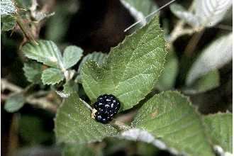 Rubus cuneifolius Plants Profile for Rubus cuneifolius sand blackberry