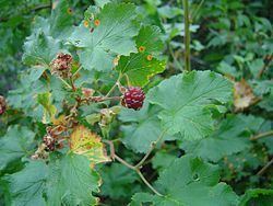 Rubus deliciosus httpsuploadwikimediaorgwikipediacommonsthu