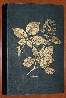 Rubus durescens httpsuploadwikimediaorgwikipediacommonsthu