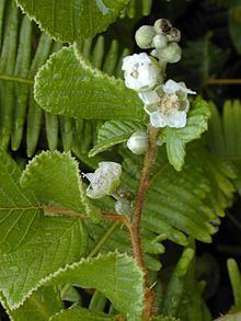 Rubus ellipticus httpsuploadwikimediaorgwikipediacommonsthu