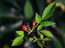 Rubus flagellaris httpsuploadwikimediaorgwikipediacommonsthu