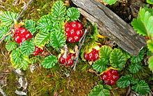 Rubus geoides httpsuploadwikimediaorgwikipediacommonsthu