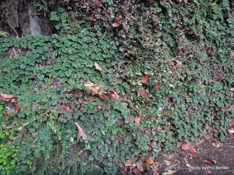 Rubus hayata-koidzumii TERRAIN Taranaki Educational Resource Research Analysis