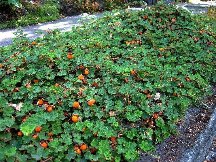 Rubus hayata-koidzumii Rubus calycinoides fruiting
