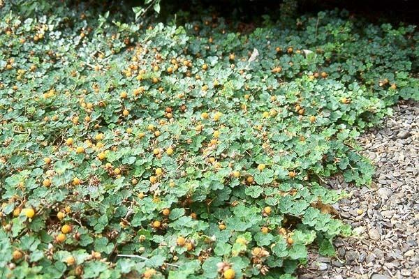 Rubus hayata-koidzumii Rubus calycinoides Landscape Plants Oregon State University