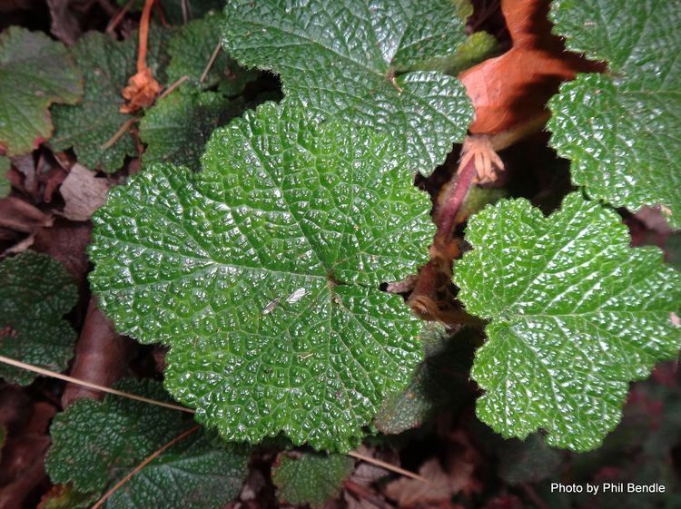 Rubus hayata-koidzumii ketenewplymouthpeoplesnetworknzinfoimagefiles
