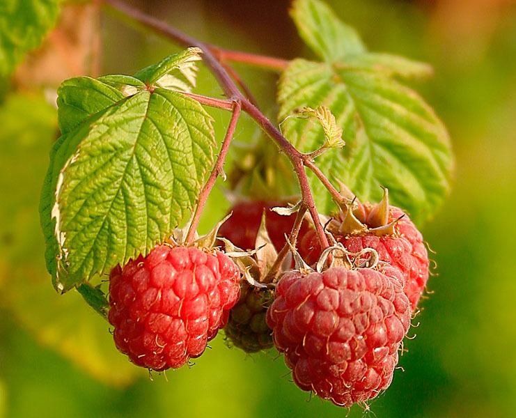 Rubus idaeus FileRaspberries Rubus Idaeusjpg Wikimedia Commons