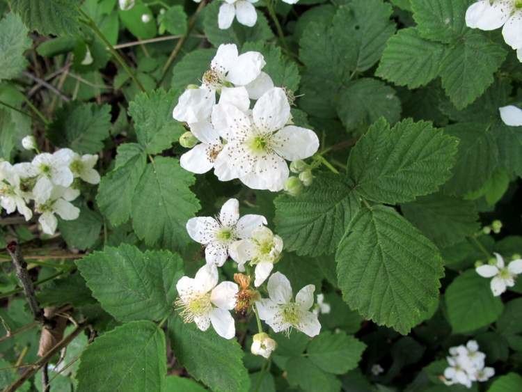 Rubus idaeus Rubus idaeus L American red raspberry