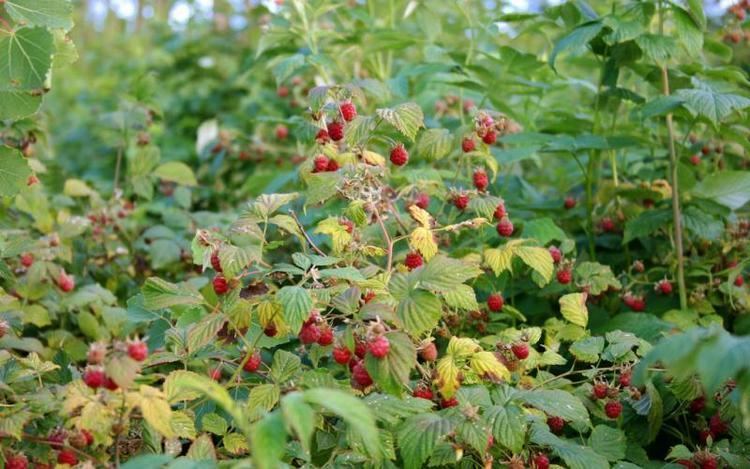 Rubus idaeus Rubus idaeus REHERB