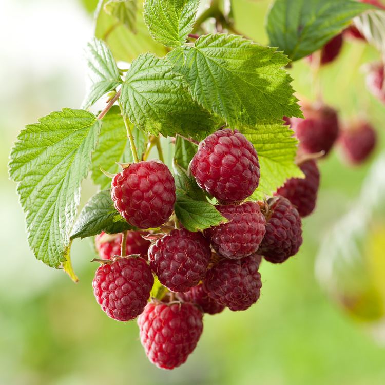 Rubus idaeus Rubus idaeus Sugana Raspberry Sugana Dobbies Garden Centres