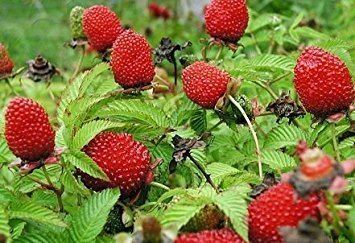 Rubus illecebrosus Rubus illecebrosus StrawberryRaspberry Balloon Berry edible fruits