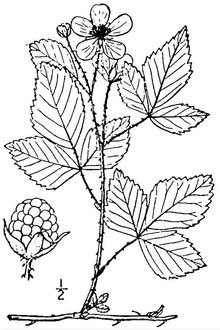 Rubus invisus httpsuploadwikimediaorgwikipediaenthumb0