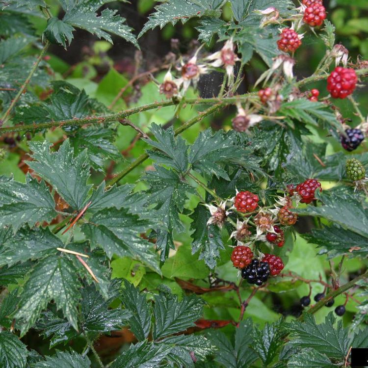 Rubus laciniatus Evergreen blackberry Rubus laciniatus WeedWise Program