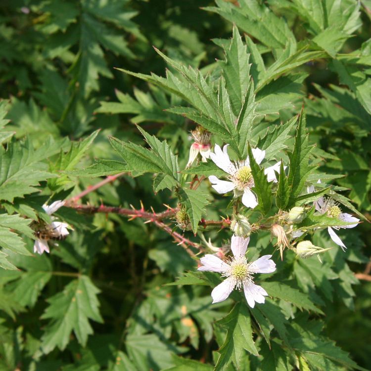 Rubus laciniatus Evergreen blackberry Rubus laciniatus WeedWise Program