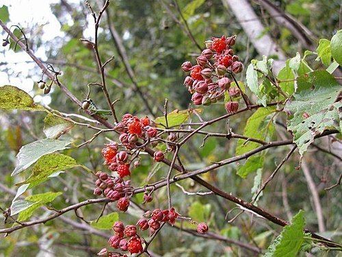 Rubus lambertianus picpimgtwcleyera0813797226782227016977jpg