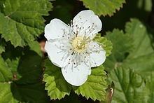 Rubus lasiococcus httpsuploadwikimediaorgwikipediacommonsthu