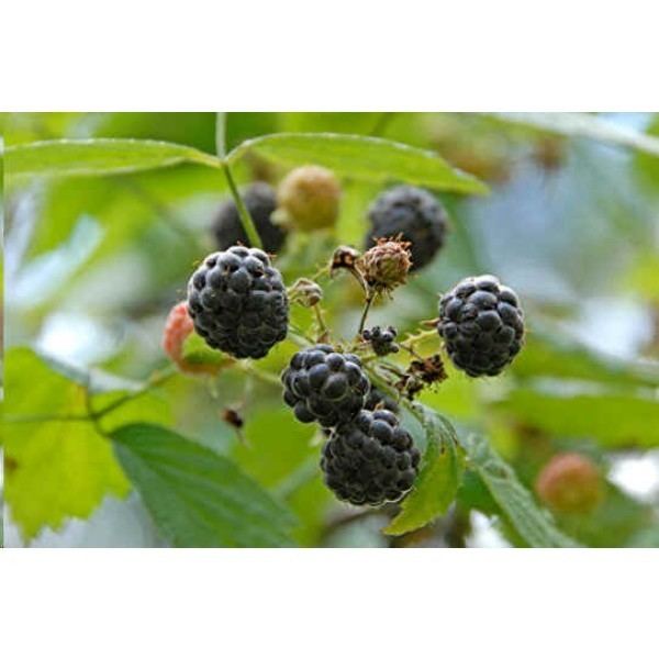 Rubus leucodermis Buy Blackcap Raspberry Seeds Whitebark Raspberry Seeds