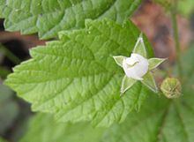 Rubus leucodermis httpsuploadwikimediaorgwikipediacommonsthu