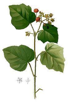 Rubus moluccanus httpsuploadwikimediaorgwikipediacommonsthu