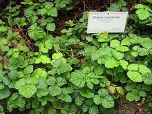 Rubus nepalensis httpsuploadwikimediaorgwikipediacommonsthu