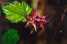 Rubus nivalis httpsuploadwikimediaorgwikipediacommonsthu