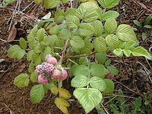 Rubus niveus httpsuploadwikimediaorgwikipediacommonsthu