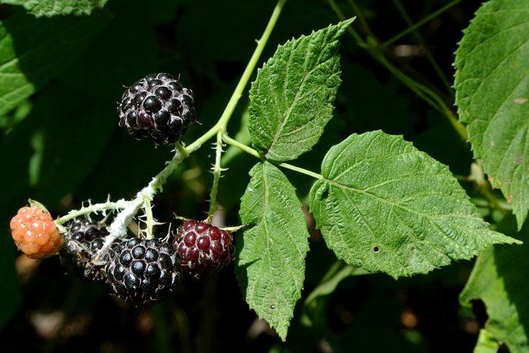 Rubus occidentalis Rubus occidentalis Black raspberry Discover Life mobile