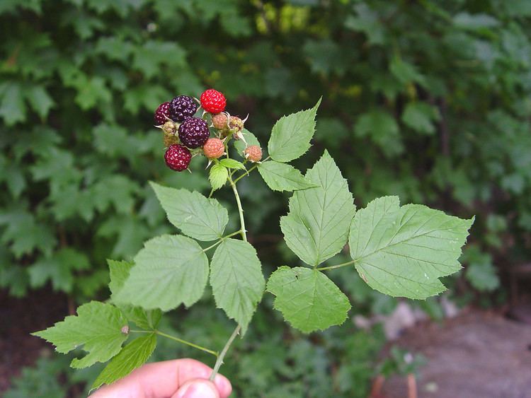 Rubus occidentalis Rubus occidentalis black raspberry Go Botany